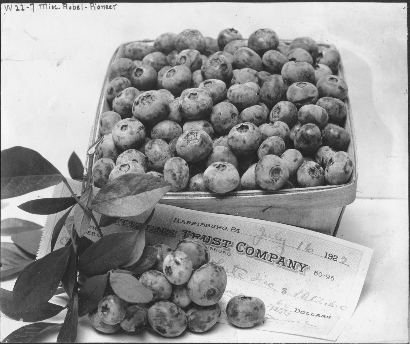 Black-and-White-Photo-of-Highbush-Blueberries-in-1922-scaled-1440x1208.jpg