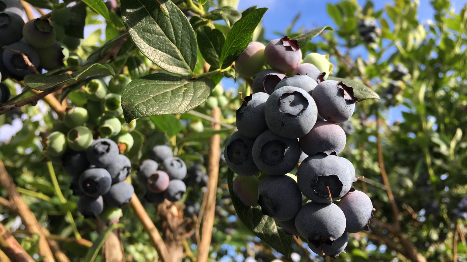 Highbush-Blueberry-Bush-Close-Up.jpg