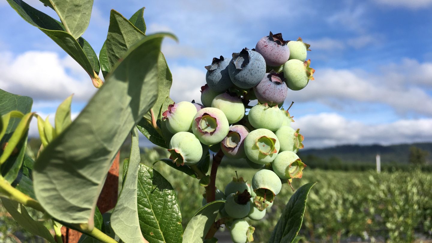 Highbush-Blueberry-Bush-During-Growing-Season.jpg