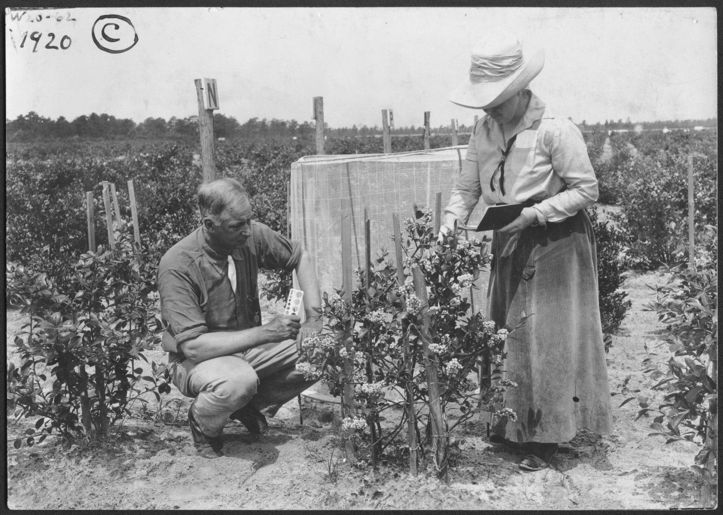 Highbush-Blueberry-Pioneers-Elizabeth-White-and-Frederick-Coville-1440x1026.jpg